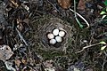 Bird nest with brown marbling eggs of a robin