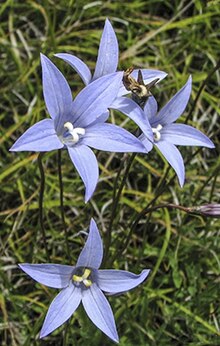 Wahlenbergia ceracea.jpg