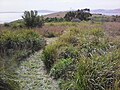 Walking track southern end Smooth island.jpg