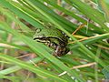 Waterfrog juvenile