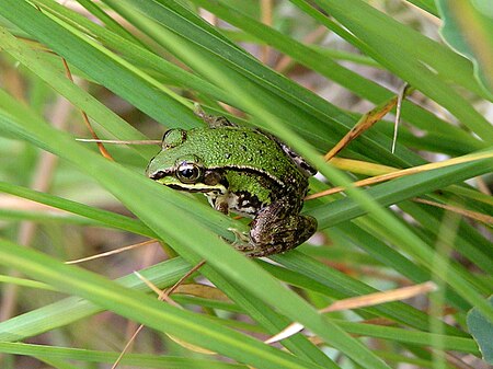 Fail:Waterfrog juvenile01.jpg