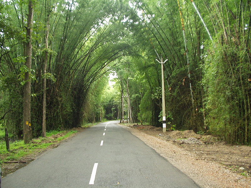 File:Waynad Bamboo Road.jpg
