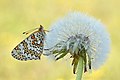 Vorschaubild der Version vom 20:35, 6. Mai 2019