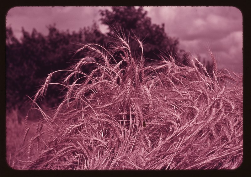 File:Wheat near Muskogee, Oklahoma LCCN2017877668.tif