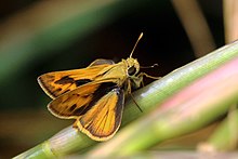 Polites vibex praeceps, Tobago Whirlabout (Polites vibex praeceps) male.JPG