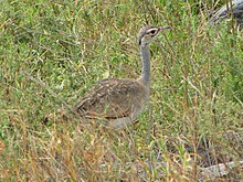 E. s. erlangeri, female, Serengeti, Tanzania White-bellied Bustard, female.jpg