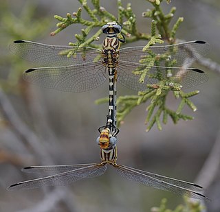 <i>Erpetogomphus compositus</i> Species of dragonfly