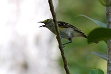 White-eyed vireo (Vireo griseus). In addition to the endemic subspecies, birds from mainland North America like the one pictured are seen outside the breeding season. White-eyed Vireo.jpg