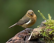 White-sided Flowerpiercer (female) White-sided Flowerpiercer (female).jpg