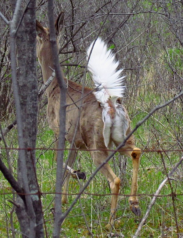 A white-tailed deer's tail