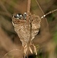 White-throated Fantail (Rhipidura albicollis)- albogularis race- chicks in nest in Anantgiri, AP W IMG 8909.jpg
