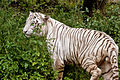 White Tiger at india1.jpg