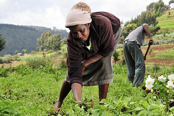 Farmer. Farmer woman. Farm people. Agriculture women.