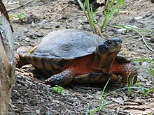 Una tortuga de madera levantando levemente la cabeza mientras está en suelo rocoso.