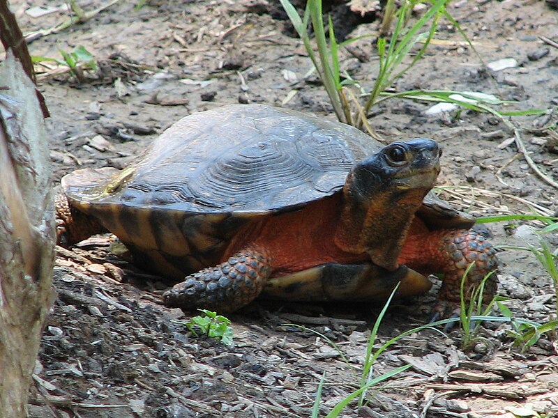 File:WoodTurtle.jpg