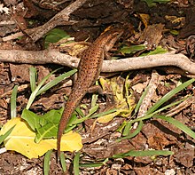 Wrights Skink - Mabuya wrightii.jpg