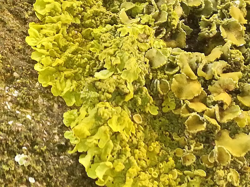 File:Xanthoria calcicola 57150492.jpg