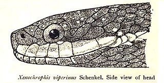 <span class="mw-page-title-main">Viper-like keelback</span> Species of snake