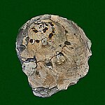 Fossilized shell of the Late Cretaceous-modern carrier shell sea snail Xenophora Xenophoridae - Xenophora infundibulum.jpg