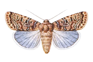<i>Xestia bolteri</i> Species of moth
