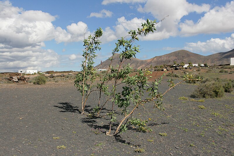 File:Yaiza La Hoya - LZ-703 - Nicotiana glauca 01 ies.jpg