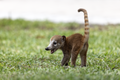 59 Young Coati uploaded by Needsmoreritalin, nominated by Needsmoreritalin,  15,  0,  0