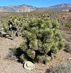 A short bushy individual in Red Rock Canyon