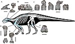 Diagram of the holotype with known elements in blue Yuxisaurus.jpg