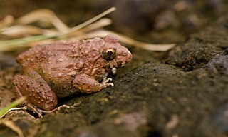 <i>Minervarya rufescens</i> Species of amphibian