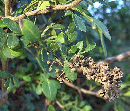 Zanthoxylum fagara