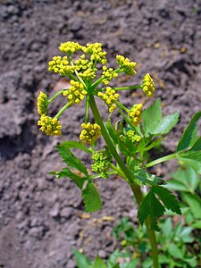 Zizia aurea Inflorescence