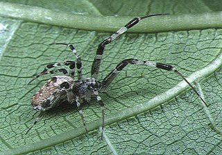 <i>Zosis</i> Genus of spiders