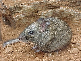 Central rock rat Species of rodent
