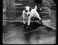 "Flapper goloshes" for the Pup, Peter Pan, wire-haired terrier pet of the personal Secretary to President Coolidge and Mrs. Edward T. Clark, arrived at the White House today attired in LCCN2016888683.jpg