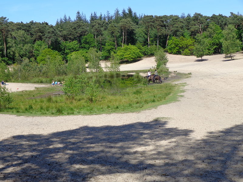 File:'t Heihuis Vennetje in Stuifzand met mens en dier.JPG