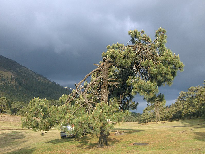 File:Árbol del cerro del Ajusco.jpg