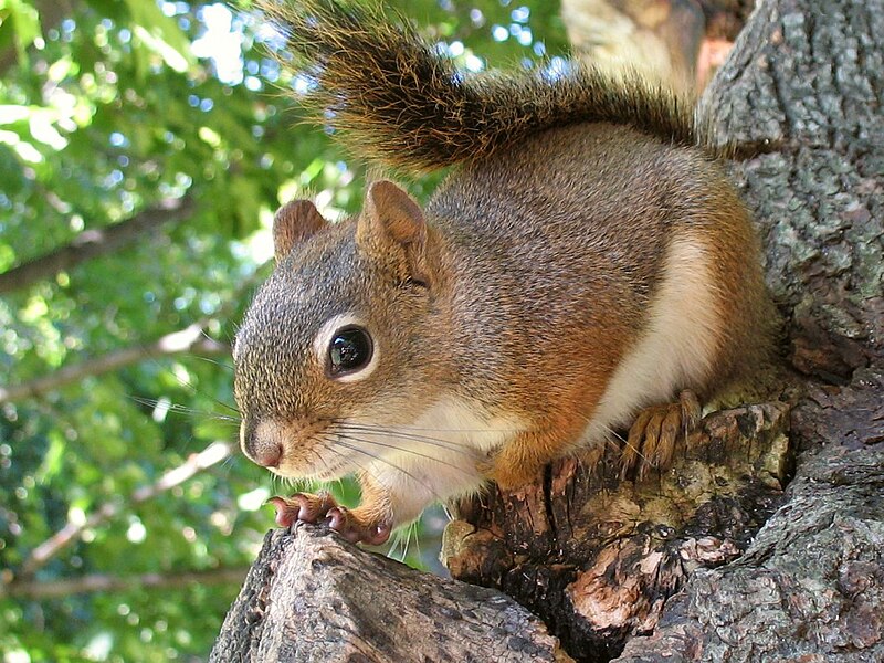 Écureuil enjoué -- Cheerful squirrel.jpg