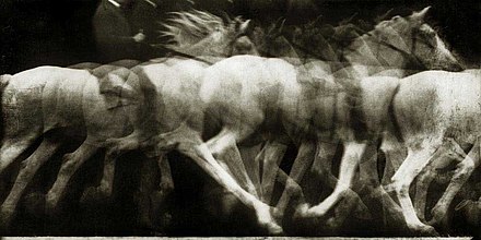 Étienne-Jules Marey, Cheval blanc monté, 1886, locomotion du cheval, expérience 4, Chronophotographie sur plaque fixe