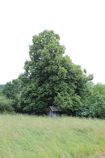 File:Častonice (Křivoklát), Vydrovic lípa (1).jpg