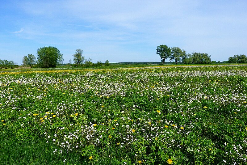 File:Łąki we wsi Zagroby.jpg