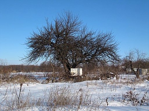 Дерево культурної груші на Катеринівці, взимку - 02