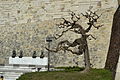 Žalosni dud (Morus alba ’pendula’) na Kalemegdanu tokom zime