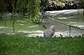 Ну́трія-альбінос у парку Чекмана 04.jpg