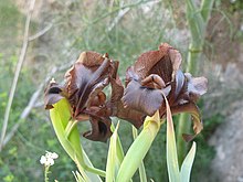 Seen in Tekoa Wadi nature reserve, Israel Ayrvs SHKHvm bnKHl tqv` Iris atrofusca Baker Iris loessicola.jpg