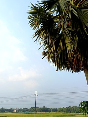 বাবুই পাখির বাসা জালালপুর, বুড়িচং, কুমিল্লা