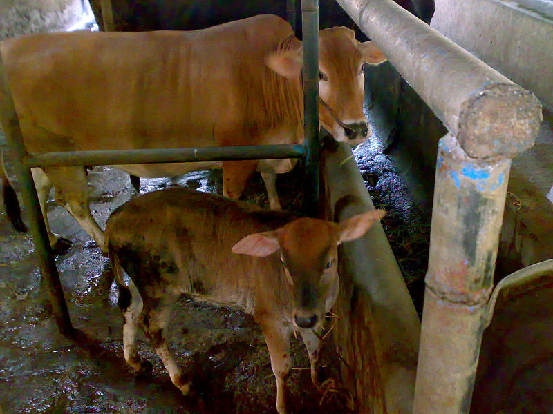 File:വെച്ചൂർ പശു Vechur cow.jpg