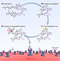 Thumbnail for Somatostatin receptor