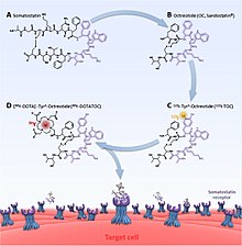 Y is bound with DOTATOC for PRRT treatments. The natural somatostatin receptor ligand, the 14 amino acid peptide somatostatin (A), was abridged to the biologically more stable 8 amino acid peptide Octreotide (OC, B). Introduction of a tyrosine into the 3rd position of the Octreotide sequence resulted in Tyr3-Octreotide (TOC, C), which allows for iodination of the tyrosine residue with the g-emitter I and subsequent somatostatin receptor targeted imaging. For the use in PRRT TOC was coupled with the chelator DOTA, to form the octapeptide DOTA-TOC (D). 90Y-DOTATOC Structure.jpg