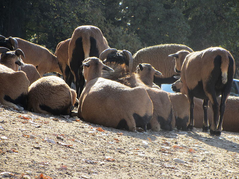 File:- ITALY - Parco Natura Viva - Verona2.JPG