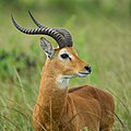 * Nomination Ugandan kob male portrait at Queen Elizabeth National Park --Giles Laurent 00:07, 31 October 2023 (UTC) * Promotion  Support Good quality. --Satdeep Gill 01:08, 31 October 2023 (UTC)